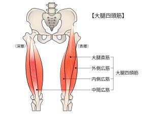 きん だいたい 大腿四頭筋の作用と役割（起始停止・神経支配・筋トレメニューなどを徹底解剖）